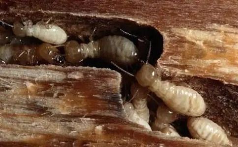 上海白蚁防治法大揭秘，物理VS化学VS生物，哪种更有效？