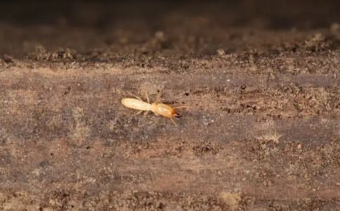 上海白蚁防治大揭秘！从化学到生物，哪种方法最有效？