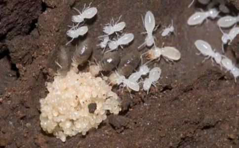如何防治白蚁_防治白蚁找哪个部门_防治白蚁用什么药最有效