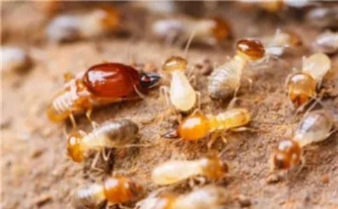 防治白蚁用什么药最有效_如何防治白蚁_防治白蚁特效药