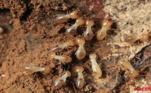 揭秘上海白蚁灭绝大作战，科学诊断+环保防治双管齐下