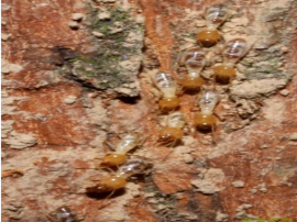 白蚁啃食防腐木怎么办？