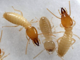 白蚁的发展史，你是否了解？