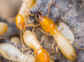 如何根据外露蚁路与吸水线判断蚁巢？