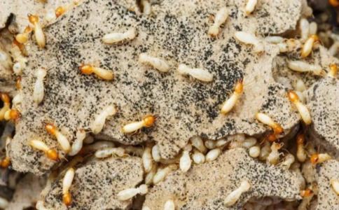 有害生物防制资质办理白蚁的危害及防治措施