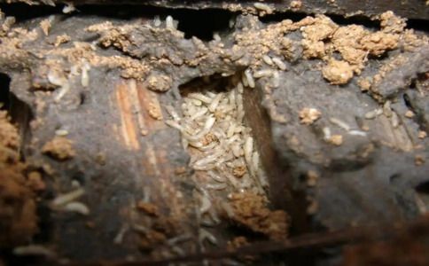 让白蚁无处藏身！上海最实用防治小技巧分享