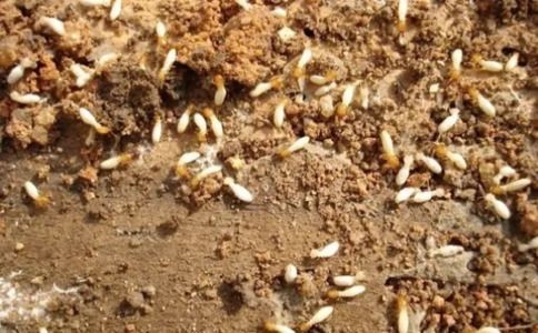 白蚁灭治别乱买!实测10款有效药,避坑指南