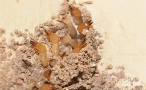 气温升绿化好白蚁高发，房屋树木堤坝都遭殃咋防治？