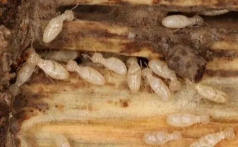 白蚁如何防治 老宅惊现白蚁怎么办？地产老板亲身经历教你如何有效防治避坑