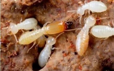 上门除白蚁服务