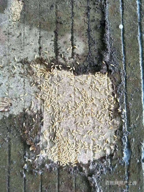 李明灭蚁经历全知道！从发现害虫到解决，能帮你省万元