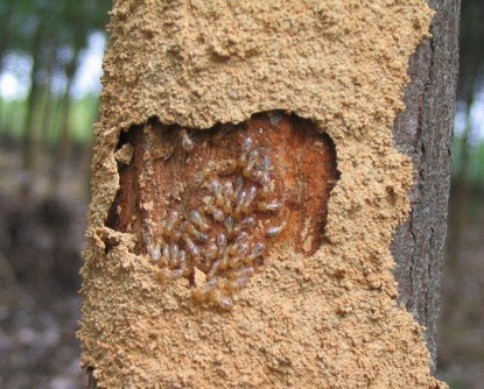 家具店老板分享白蚁灭治经历及实用方法，快来看看
