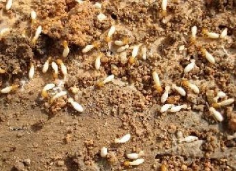 白蚁防治别慌！记住这几点，彻底除白蚁不踩坑