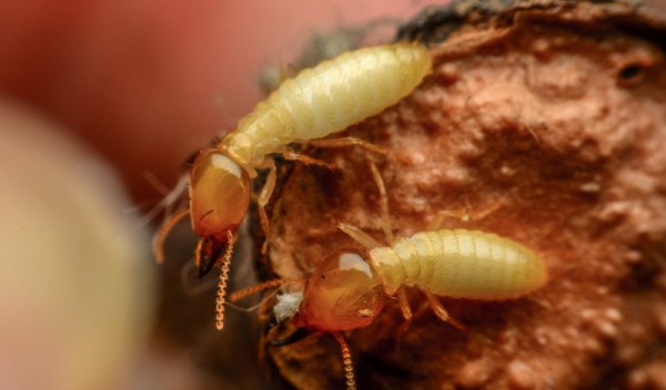 怎么灭白蚁?上门除虫服务火了,专业师傅帮你清空蚁窝