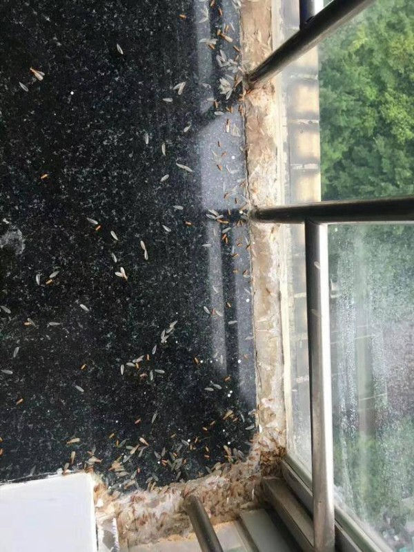 白蚁灭治警示录：为何房屋突现空洞声？看完或省数十万