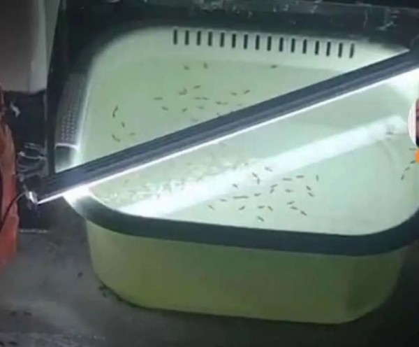 家庭灭白蚁自己动手最有效的方法