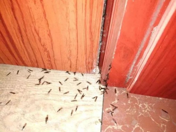 家里发现白蚁怎么办?教你3招自查与专业防治方法