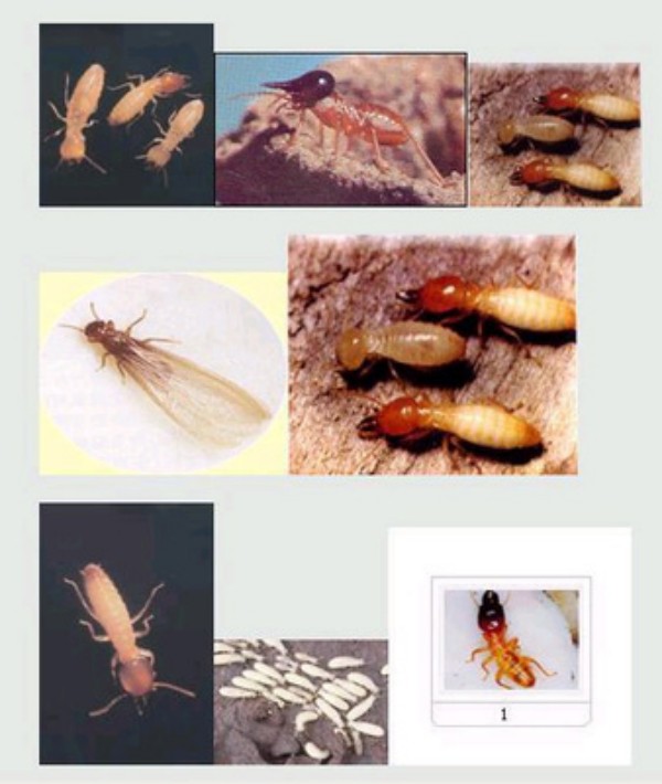 白蚁防治中心归谁管?中国住建部,美国市政府