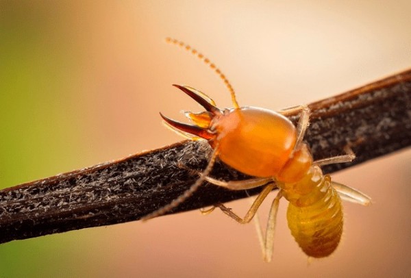 上海白蚁成灾，家庭防治有妙招！三招教你轻松应对，告别虫害困扰