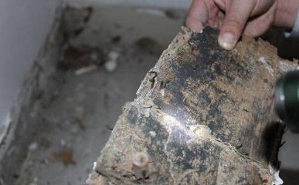 家里发现有白蚁怎么处理 专业灭治方法