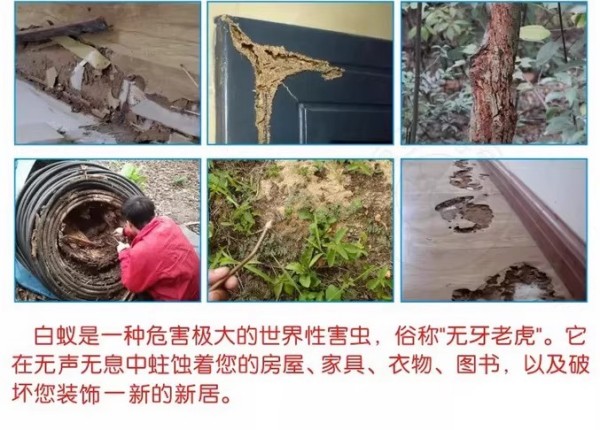 家里有白蚁怎么灭 白蚁灭治全攻略