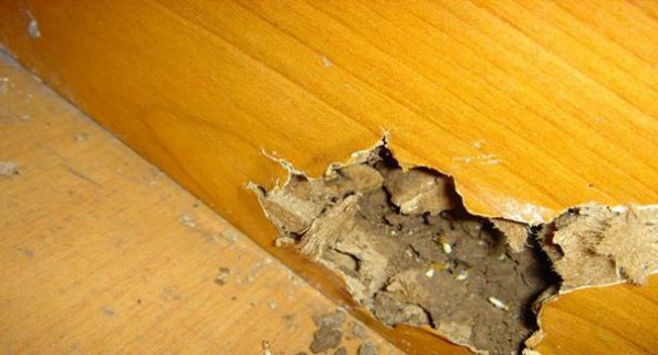 白蚁防治方法：家里有空洞声要警惕，别乱喷药！专业处理才有效