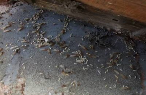 春季气温回升白蚁分飞高峰至，长沙市民如何防治家中白蚁？