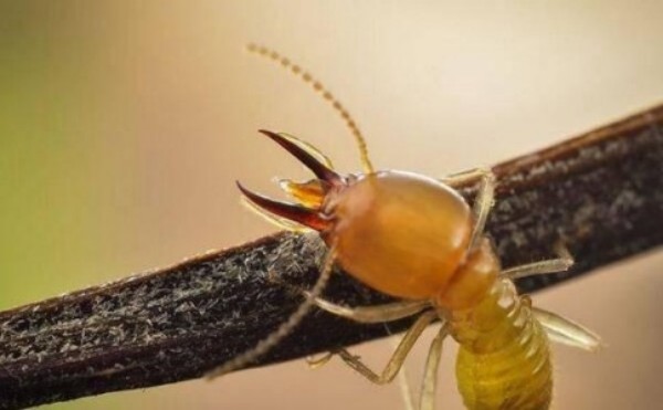 家庭发现白蚁别急！家庭灭蚁实用指南