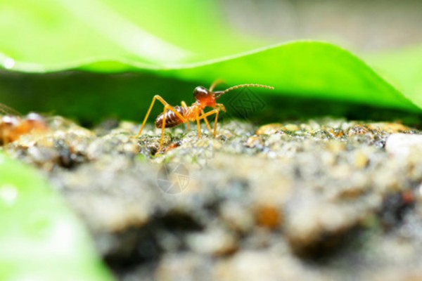 白蚁怎么灭?别再乱喷杀虫剂,专业防治方法这里有