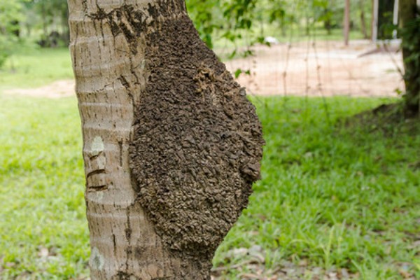 白蚁防治费用参考与真实经历分享，帮你省心避坑