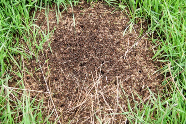 上海白蚁防治攻略：发现白蚁别乱喷药，快找正规防治所