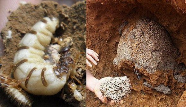 上海白蚁肆虐，居民头疼！教你防白蚁骚扰及区分方法