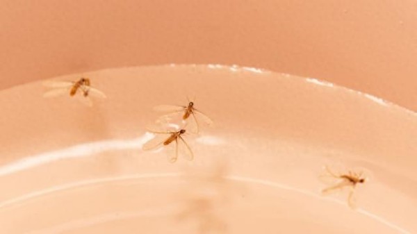 白蚁防治总失败？这些雷区你踩了没，快对照自查