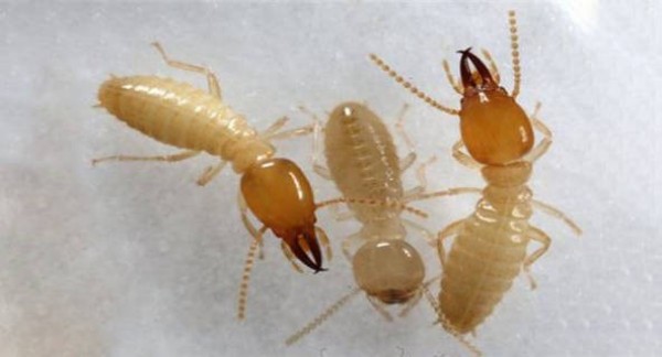 家里突现白蚁怎么办？我的亲身经历告诉你，专业防治有多重要