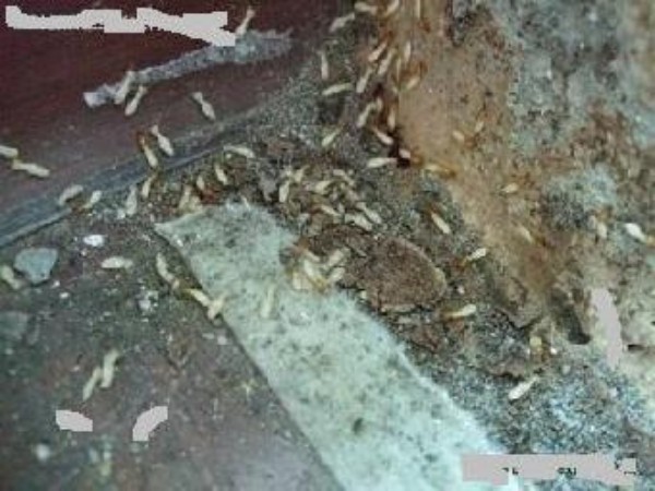 家里发现白蚁怎么处理？民宿老板分享灭白蚁亲身经验