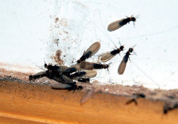 灭白蚁要花多少钱?一文看懂报价与避坑