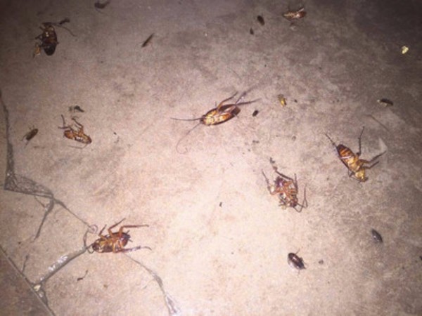 上海白蚁防治所：官方灭白蚁电话地址指南