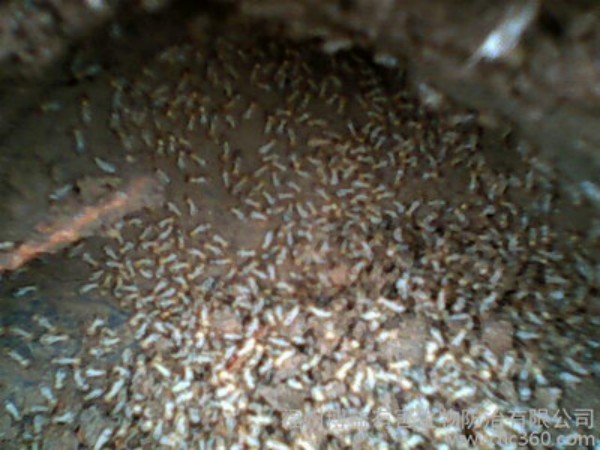 怎样防治白蚁 家里闹白蚁怎么办?老装修师傅分享实用防治技巧,帮你省心省力