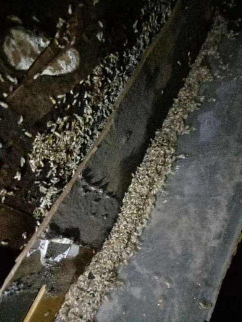 白蚁反复复发？上海人选灭白蚁机构，别只做表面喷洒处理