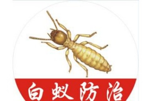 上海哪家灭白蚁机构靠谱?2026居民选服务商核心参考-2