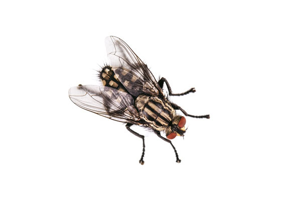 housefly_image