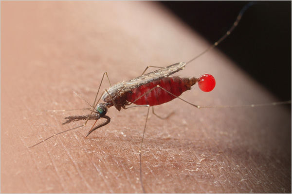 anopheles_mosquito