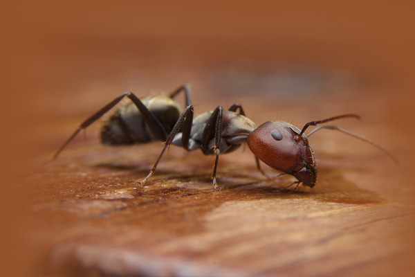 black_house_ant