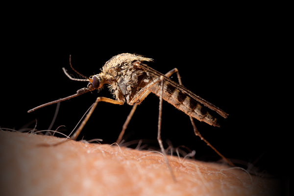 culex_mosquito