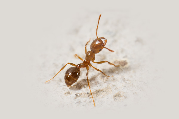 fire_ant