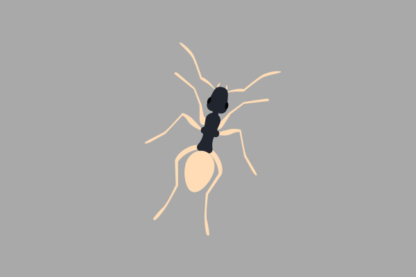 ghost_ant