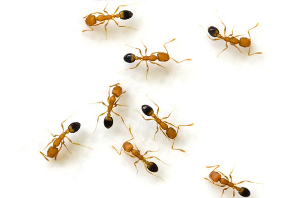 pharaoh_ant