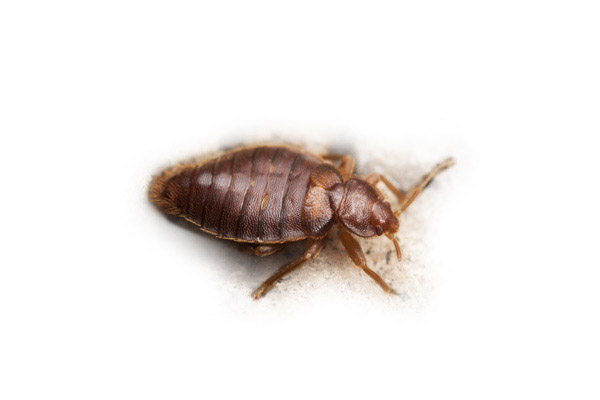 bed_bug
